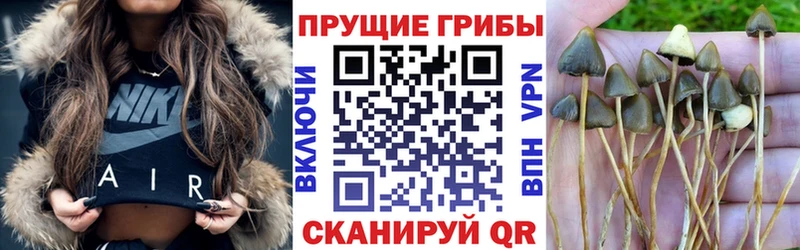 закладка  Сарапул  даркнет какой сайт  Галлюциногенные грибы Psilocybe 